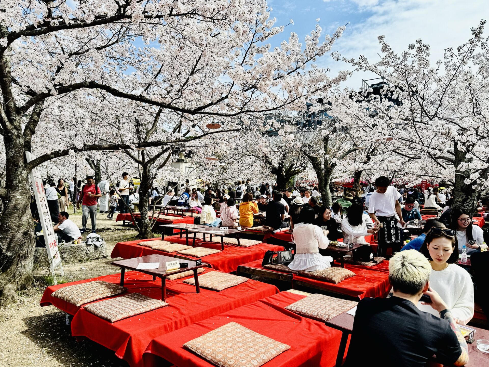 お花見 穂高口でセンニチコウ見ごろです✨️ 丸い紫色が可愛いお花は